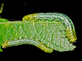 Euura miliaris larvae